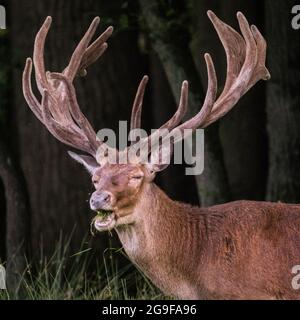 Duelmen, NRW, Deutschland. Juli 2021. Ein Rothirsch (Cervus elaphus, männlich) zeigt sein beeindruckendes, fast ausgewachsenes Geweih, während er im weitläufigen Wald des Duelmen Nature Reserve auf Gras knabert. Kredit: Imageplotter/Alamy Live Nachrichten Stockfoto