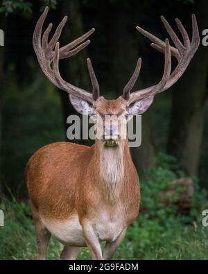 Duelmen, NRW, Deutschland. Juli 2021. Ein Rothirsch (Cervus elaphus, männlich) zeigt sein beeindruckendes, fast ausgewachsenes Geweih mit trotzigen Stare in den ausgedehnten Wäldern des Duelmen Nature Reserve. Kredit: Imageplotter/Alamy Live Nachrichten Stockfoto