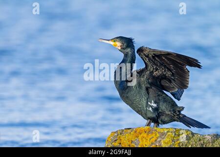 Großer Kormoran (Phalacrocorax carbo), der auf einem Felsen im Wasser steht und sein Gefieder trocknet. Deutschland Stockfoto
