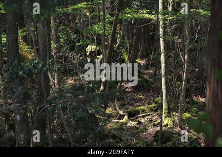 Aokigahara-Wald in Japan. Der geheimnisvolle dunkle Wald in der Präfektur Yamanashi in Japan ist auch als Suicide Forest bekannt. Stockfoto