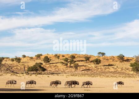 Blauer Wildebeest (Connochaetes taurinus), der im trockenen Nossob-Flussbett umherstreift. Hinter einer typischen Kalahari-Düne. Kalahari-Wüste, Kgalagadi Transfrontier Park, Südafrika. Stockfoto