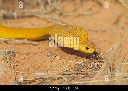 Kap Cobra (Naja nivea) jagt und verbreitet seine breite Kapuze. Kalahari-Wüste, Kgalagadi Transfrontier Park, Südafrika. Stockfoto