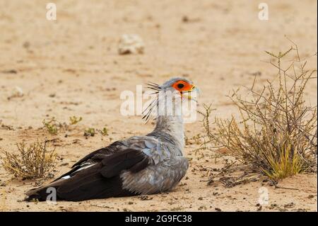 Secretary Bird (Schütze serpentarius). Erwachsener. Ruhe an einem sehr heißen Sommertag. Kalahari-Wüste, Kgalagadi Transfrontier Park, Südafrika. Stockfoto