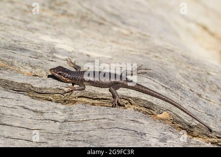 Kalahari Tree Skink (Mabuya spilogaster, auch Trachylepis spilogaster). Kalahari-Wüste, Kgalagadi Transfrontier Park, Südafrika. Stockfoto