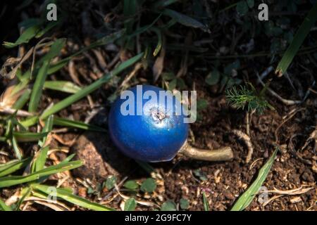 Einfacher blauer Quandong, Frucht, hell, rund, elaeocarpus angustifolius, Liegt auf dem Boden des subtropischen Regenwalds, Queensland, Australien. Stockfoto