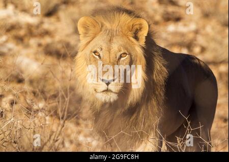 Löwe (Panthera leo). Schwarzer Kalahari-Männchen. portait. Kalahari-Wüste, Kgalagadi Transfrontier Park, Südafrika Stockfoto