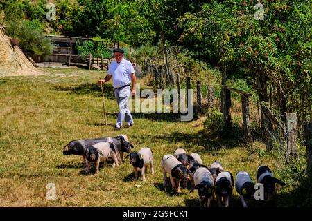 Frankreich, Pyrénées-Atlantiques (64), Baskenland, Aldudes-Tal, Pierre Oteiza Zucht von baskischen Schweinen der Schwarzelster Rasse Stockfoto