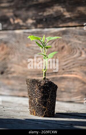 Der junge grüne Spross eines Paulownia-Baumes ist bereit zum Pflanzen. Schöner, schnell wachsender Baum, der weltweit an Popularität gewinnt. Stockfoto