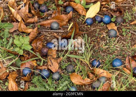 Mehrere leuchtend blaue Quandong-Früchte (Elaeocarpus angustifolius), die auf dem Boden unter dem Baum liegen, subtropischer Regenwald, Queensland, Australien. Stockfoto