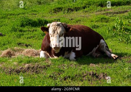 Ursprünglich in Herefordshire für Rindfleisch gezüchtet, hat sich das Hereford zu einer beliebten Rasse von Rindern in vielen Teilen der Welt erwiesen haben sich als winterhart Stockfoto