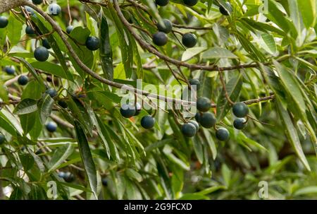 Mehrere blaue Quandong-Früchte (Elaeocarpus angustifolius), die am Baum reifen, subtropischer Regenwald, Queensland, Australien. Stockfoto