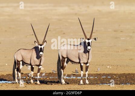 Gemsbok (Oryx-Gazella). Zwei Männchen stehen an einem Wasserloch. Kalahari-Wüste, Kgalagadi Transfrontier Park, Südafrika. Stockfoto