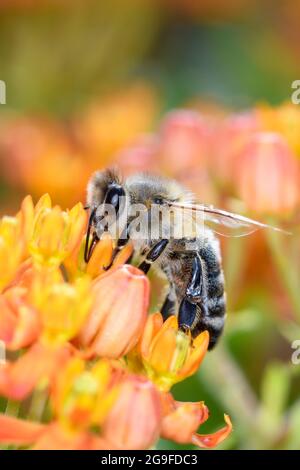 Biene - APIs mellifera - bestäubt die Blüte des Schmetterlingsmilchgras - Asclepias Tuberosa Stockfoto