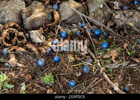 Mehrere leuchtend blaue Quandong-Früchte (Elaeocarpus angustifolius), die auf dem Boden unter dem Baum liegen, subtropischer Regenwald, Queensland, Australien. Stockfoto