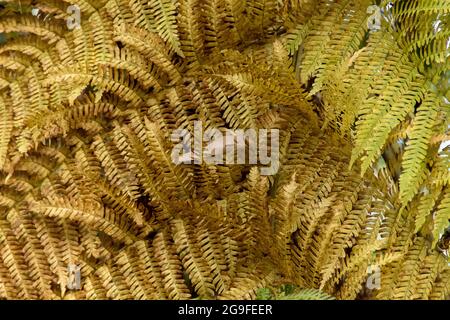 Alte, vergilbende Wedel von Lacy Tree Farn (Cyathea cooperi) im subtropischen Regenwald im Flachland auf dem Tamborine Mountain, Queensland, Australien. Hintergrund. Stockfoto