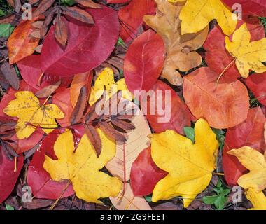 Bunte Herbstblätter liegen auf dem Boden (Bergasche, Ahorn, Service-Beere, Eiche) Stockfoto