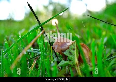 Schnecke am Morgen Tau Gras frisst Pflanzenblätter. Helix pomatia, gebräuchliche Namen die römische Schnecke, Burgunder Schnecke, essbare Schnecke Stockfoto