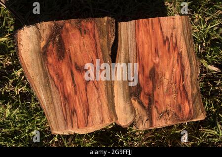 Zwei Hälften eines frisch gespaltenen Baumes aus Avocadobaum (Persea americana) von unregelmäßiger Form. Arbeiten im kommerziellen Obstgarten in Queensland, Australien Stockfoto