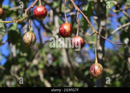 Tamarillo (Baumtomate) wächst in Alishan, Taiwan. Lateinischer Name: Solanum betaceum. Stockfoto
