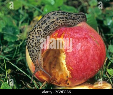 Große graue Schnecke, Leopard Schnecke (LiMax maximus), Fütterung von einem reifen Apfel. Deutschland Stockfoto