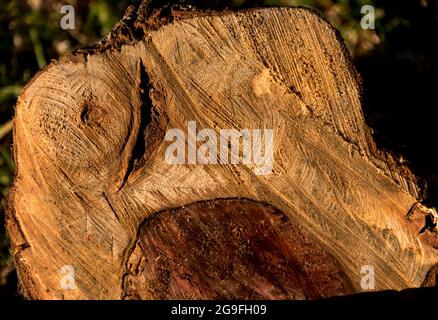 Frisch gesägtes Baumstammholz aus Avocado (Persea americana) von unregelmäßiger Form. Arbeiten im kommerziellen Obstgarten in Queensland, Australien. Hintergrund. Stockfoto