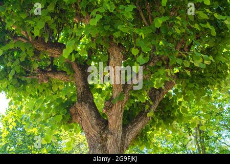Alter Lindenbaum mit Ästen, die wie Kandelaber gebogen sind. Dekorativer tilia-Baum Stockfoto