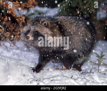 Racoon Dog (Nyctereutes procyonoides). Erwachsene im Winter bei fallendem Schnee. Deutschland Stockfoto
