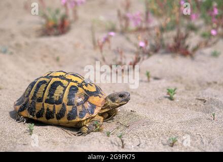 Hermanns Tortoise (Testudo hermanni) Spaziergang durch die sandigen Küstenzonen der italienischen Maremma.Italien Stockfoto