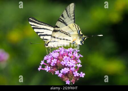 Seltener Schwalbenschwanz-Schmetterling, der auf einer Verbena-Blume thront Stockfoto