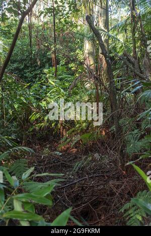Dichtes, grünes Unterholz aus subtropischem Regenwald im Tiefland mit Palmen, Zahnfleischbäumen und Gummibäumen. Wintertag, Tamborine Mountain, Australien. Stockfoto