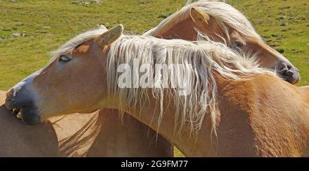 Haflinger. Zwei Stuten, die sich mit der sozialen Pflege beschäftigten. Tirol, Österreich Stockfoto