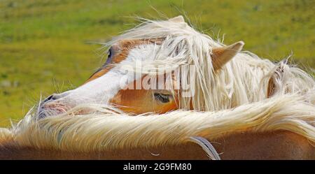 Haflinger. Zwei Stuten, die sich mit der sozialen Pflege beschäftigten. Tirol, Österreich Stockfoto