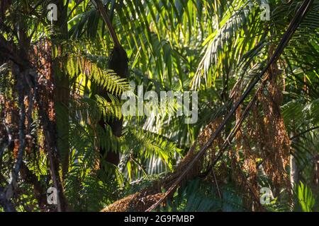 Wedons of Lacy Fern Tree (Cyathea cooperi) and Bangalow Palms (Archontophoenix cunninghamiana) in subtropischem Regenwald, Queensland, Australien. Stockfoto