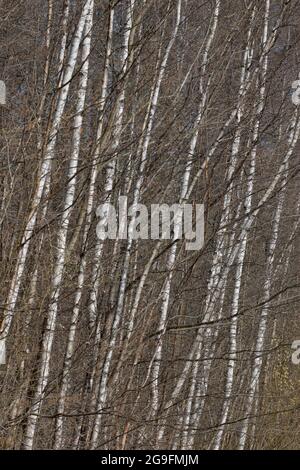 Viele dünne Stämme von Birken im Wald. Anfang Frühling. Stockfoto