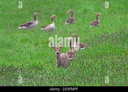 Rehe (Capreolus capreolus) und Graugänse (Anser anser) auf Wiese mit Wiesenfuchschwanz. Schleswig-Holstein, Deutschland Stockfoto