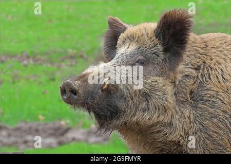 Wildschwein (Sus sofa). Porträt eines alten Wildschweins mit gut sichtbaren Stoßzähnen Stockfoto