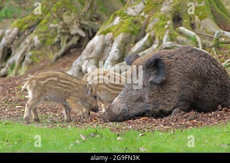 Wildschwein (Sus sofa). Mutter ruht am Fuße alter Buchen, wo ihre Quietscher nach Bucheckern suchen. Deutschland Stockfoto