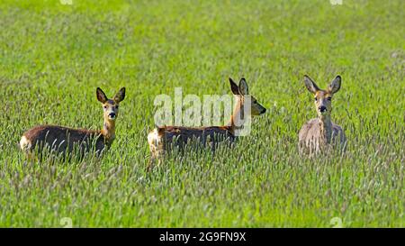 Reh (Capreolus capreolus). Drei Hirsche auf einer Wiese mit einem Wiesenfuchschwanz. Wahrscheinlich eine Rehe mit Rehkitze aus dem Vorjahr. Deutschland Stockfoto