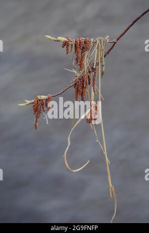 Birke brocken auf Ästen im frühen Frühjahr. Zweig mit Knospen. Stockfoto