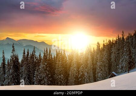 Sanfter Sonnenuntergang in den Winterbergen mit schneebedeckten Pinien im dunklen Fichtenwald. Stockfoto