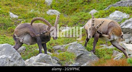 Steinbock (Capra ibex). Ein junger und ein alter Mann stehen am Hang, während sie kratzen. Wallis, Schweiz Stockfoto