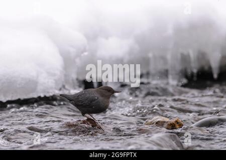 American Dipper in strömendem Wasser mit dickem Eis am Ufer des Baches Stockfoto