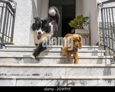 Junger Border Collie Hund spielt mit englischem Cocker Spaniel im Garten Stockfoto