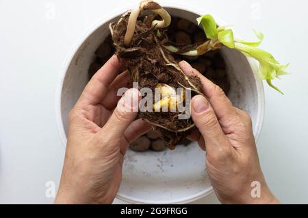 Draufsicht auf weibliche Hände, die eine Lilienbirne halten, um sie in den Topf zu Pflanzen Stockfoto
