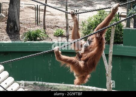 Ramat Gan, Israel. Juli 2021. Zum ersten Mal seit elf Jahren wurde am 10. Juli 2021 im Zoologischen Zentrum von Safari ein weibliches Baby Sumatran Orangutan als Mutter Tana, 12, und Vater Mercy, 11, geboren. Alle Affen wurden glücklicherweise nicht verletzt, als eine hamas-Rakete während der Operation Wächter der Mauern im Mai 2021 das Orang-Utan-Gehege schwer beschädigte. Der Sumatran Orangutan wurde von der Internationalen Union zur Erhaltung der Natur als ‘vom Aussterben bedroht' eingestuft. Kredit: Nir Alon/Alamy Live Nachrichten Stockfoto