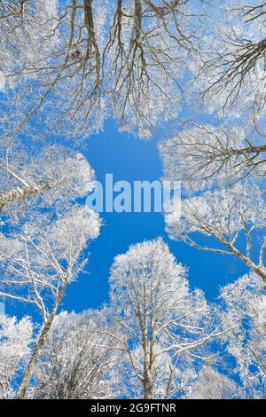 Gemeinsame, Buche, die Buche (Fagus sylvatica). Ansicht von unten bis in die Baumkronen im Herbst. Schweiz Stockfoto