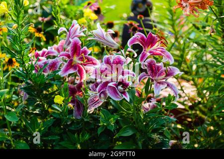 Eine Weitwinkelansicht einiger neu eröffneter Star Gazer Lilies Stockfoto