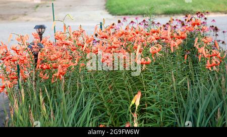 Der vordere Tiger Lily Garten ist jetzt in voller Blüte Stockfoto