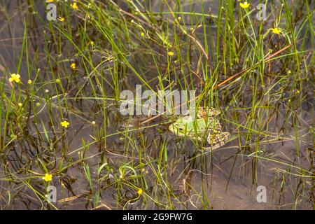 Teichfrosch (lat. Rana kl. Esculenta) in der Wahner Heide, Nordrhein-Westfalen, Deutschland. Teichfrosch (lat. Rana kl. Esculenta) in der Wahner Heide, Stockfoto