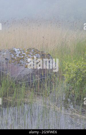 Großer Stein mit Moos bedeckt an einem Ufer. Natur am Ufer des Ladoga-Sees. Stockfoto